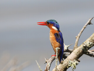Malachite Kingfisher taking a rest from catching fish, Kruger National Park, Lake Panic