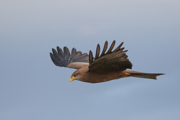 Kruger National Park, South Africa: