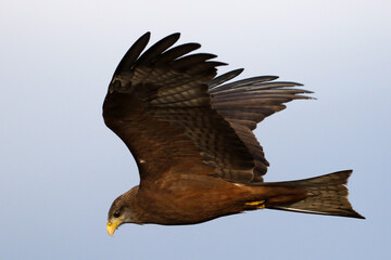 Kruger National Park, South Africa: Yellow-billed kite