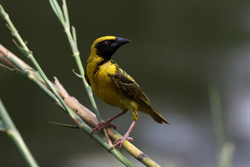 Southern Masked weaver at Lake Panic, Kruger National Park