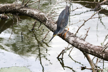 Green-backed heron, Kruger National Park