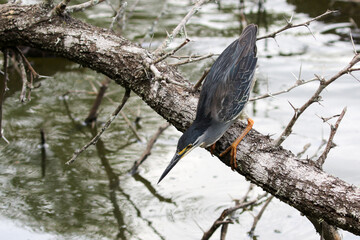 Green-backed heron, Kruger National Park