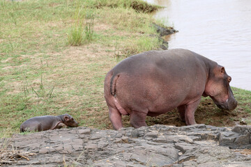 Kruger National Park, South Africa: hippopotamus cow and calf