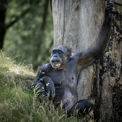 Schimpanse am relaxen 