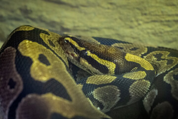 Python Schlange von der Seite 