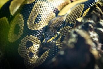 Python Schlange im Portrait 