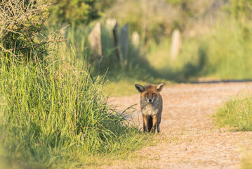 Fuchs auf dem Heimweg