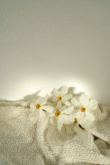 delicate flowers on the background of fabric and wall. postcard with white daffodils for mother's day with free space