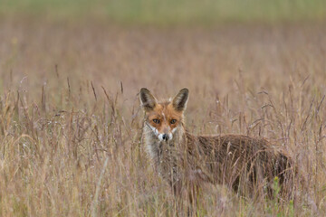 Fuchs inder Wiese