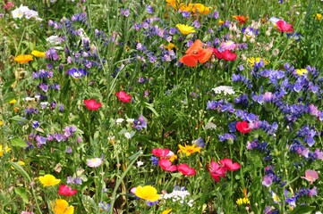 Bunt blühende Sommerwiese mit Wildblumen für Insekten Bienen 