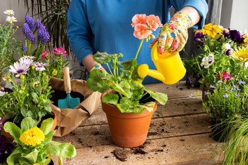 Spring decoration of a home balcony or terrace with flowers, woman transplanting a flower geranium into a clay pot, home gardening and hobbies, biophilic design - obrazy, fototapety, plakaty