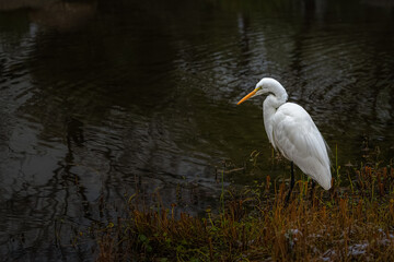2023-03-01 A GREAT EGRET STANDING IN A POND HUNTING IN TUCSON ARIZONA