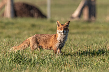 Fuchs im Gras