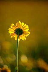 Wild yellow flower at sunset
