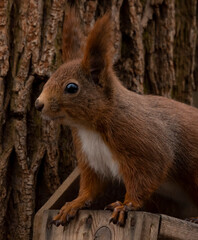 Naklejka na ściany i meble ruda wiewiórka na drzewie błyszczące oczy