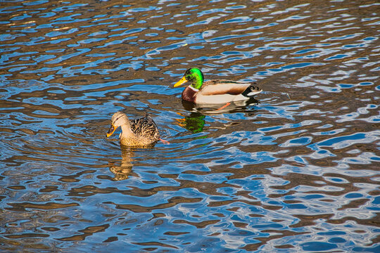 pair of wild ducks