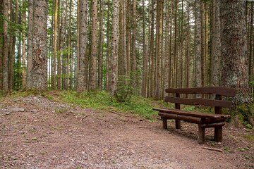 Lonely bench in a forest