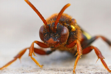 Facial closeup of a colorful Lathbury's nomad bee, Nomada lathburiana a nest parasite of the grey-backed mining bee