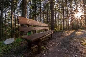Lonely bench in a forest