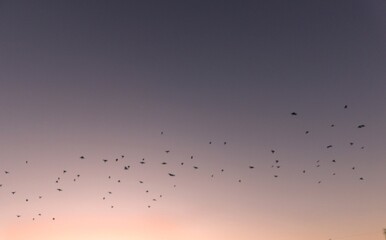 flock of birds