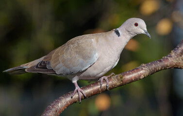 Eurasian Collared Dove (Streptopelia decaocto) perched on fruit tree in autumn orchard 