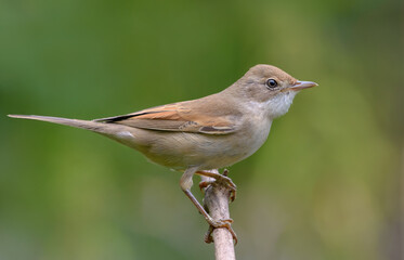 Common whitethroat (Curruca communis) posing on tiny branch with clear green background in summer