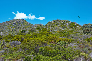 Nature - Western Cape. Nature close to Cape of Good Hope, South Africa.