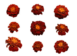 Autumn or summer set. Nine bright marigold flowers isolated on white background. Drops of water on the flowers. Elements for creating a collage or design, decoration.