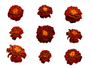 Autumn or summer set. Nine bright marigold flowers isolated on white background. Drops of water on the flowers. Elements for creating a collage or design, decoration.