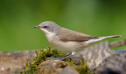 Lesser whitethroat (Curruca curruca) posing near a mossy water pond in sunny summer day 