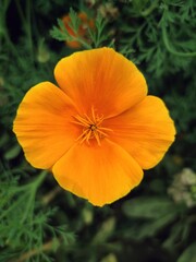 orange poppy flower