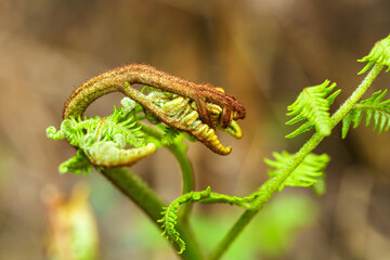 Close-up of the birth of a fern. New frond of a young fern. Selective focus.