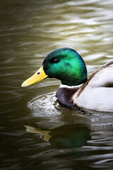 Obraz premium Beautiful colorful male mallard, duck, swims in pond, reflection in the water in Germany, Europe