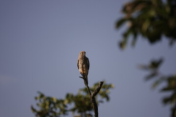 Kestrel at watch
