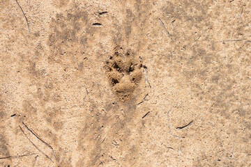 Coyote footprint in the dirt in wild