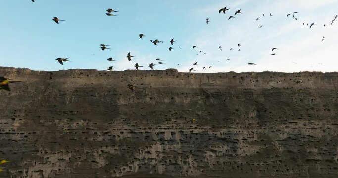 Aerial view of patagonian parrots flying next to the cliffs in El Condor. Rio Negro, Argentina