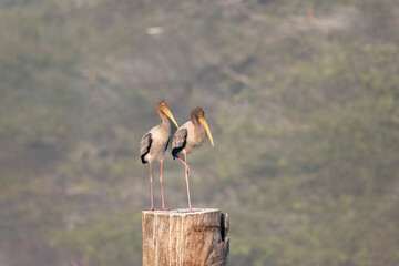 Painted Stork