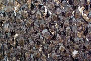 Background of many bats hanging upside down