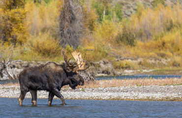 Bull Moose During the Rut in Wyoming in Autumn