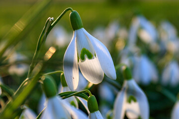 Spring snowdrop flower (Galanthus nivalis) closeup
