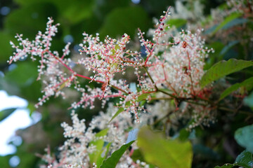 New Blossomed Flower During Springtime