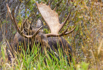 Bull Moose During the Rut in Wyoming in Autumn