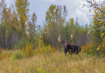 Bull Moose During the Rut in Wyoming in Autumn