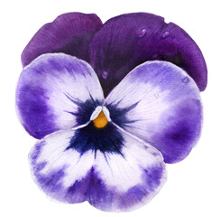 Dark blue pansy flower with watercolor