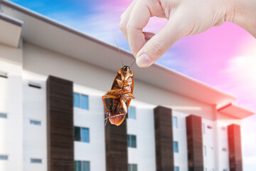 Hand holding cockroach with a house background, eliminate cockroach in house, Cockroaches as...
