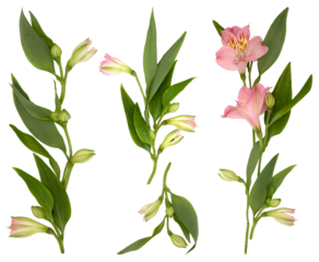 Set png with delicate pink flowers, green leaves and lily buds, isolated on white background