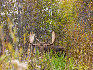 Bull Moose During the Rut in Wyoming in Autumn