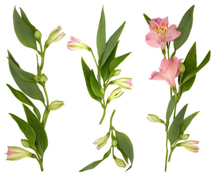 Set png with delicate pink flowers, green leaves and lily buds, isolated on white background
