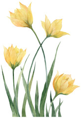 Fototapeta na wymiar Watercolor illustration Yellow Woodland Tulip flowers