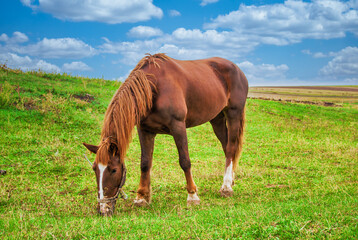 Naklejka na ściany i meble Brown horse grazing on a green meadow
